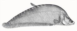 Ilustrace nožovce velkého (Chitala chitala) z knihy The Fishes of India (Francis Day 1878), orig. C. Achilles. 