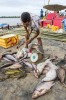 Mezi rybářskými úlovky na břehu Mekongu lze najít i velké nožovce rodu Chitala (na obr. druhá ryba zprava, pravděpodobně C. lopis). Foto D. Jablonski