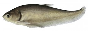 Nožovec malý (Notopterus notopterus) se vyskytuje jako jediný i v brakických vodách. Dnes je zřejmé, že se pod tímto jménem skrývá několik druhů. Orig. R. Bošková,  upraveno podle: T. R. Roberts (1992)