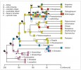 Pravděpodobný fylogenetický strom skupiny Osteoglossomorpha zahrnující fosilní formy a umístěný do oblastí výskytu. Jde o analýzu pravděpodobných původních areálů,  která může ukazovat na původ ostno­jazyčných ve východní Asii a na dříve globální rozšíření (oblasti označeny  písmeny A–F). Dnešní tzv. gondwanský  areál tak může být pouze artefaktem, pozůstatkem globálního areálu. Upraveno podle: E. J. Hilton a S. Lavoué (2018)