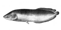 Fantang nilský (Heterotis niloticus) z afrotropické oblasti představuje sesterskou linii k neotropickým arapaimám (Arapaima). Orig. G. A. Boulenger (1907)
