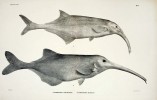 Rypounovití (Mormyridae) jsou ryby endemické v Africe. Rypoun křivorypý (Campylomormyrus curvirostris, nahoře)  a r. slukovitý (C. numenius).  Orig. G. A. Boulenger (1901)