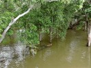 Pohled do zaplavovaného lesa  na okraji ostrova mezi Rio Solimões a Rio Negro v Amazonii, v prostředí  zvaném várzea. Žije zde např.  teprve v r. 2013 popsaná arapaima štíhlotělá (Arapaima leptosoma). Foto J. Moravec
