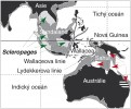 Rozšíření rodu baramundi (Scleropages) po obou stranách Wallacey, tedy  přechodné oblasti mezi orientální a australskou zoogeografickou oblastí, je vyznačeno na mapce zelenými a červenými šipkami. Upraveno podle: S. Lavoué (2015)