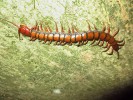 Jediným člověku nebezpečným obyvatelem ostrova je až 15 cm dlouhá stonoha Scolopendra subspinipes. Foto S. Bílý