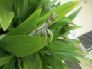 Poměrně hojný zástupce hmyzu kudlanka rodu Mantis. Foto S. Bílý