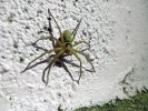 Velký pavouk z čeledi  maloočkovití (Sparassidae) obývá  prostor pod odchlípnutou kůrou. Foto S. Bílý