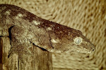 Novokaledonský pagekon obří (Rhacodactylus leachianus) je největším v současnosti žijícím zástupcem čeledi pagekonovití (Diplodactylidae). Jde o omnivorní druh – součástí jeho potravy mohou být jak drobní obratlovci, tak plody rostlin. Foto J. Moravec