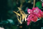 Otakárek Papilio cresphontes se  hojně vyskytuje v různých výškových patrech. Kostarika. Foto G. O. Krizek
