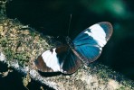 Černo-modro-bílá skupina motýlů nejvyššího patra lesa – Heliconius cydno galanthus (Heliconiinae). Kostarika. Foto G. O. Krizek