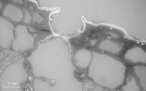 Řez povrchem listu fíkovníku  pryžodárného. Svěrací buňky průduchu jsou zanořeny pod úroveň povrchu a vytvářejí tak předprůduchovou dutinu lemovanou kutikulárními vosky (světlý okraj). Foto M. Šimková