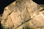 Příklad fosilního listu ze svrchního devonu a spodního karbonu (stáří ca 370–330 milionů let) Fryopsis frondosa. Původ a umístění vzorků  viz C. P. Osborne a kol. (2004). © National Academy of Sciences, USA. Otištěno se svolením vydavatele (PNAS neručí za přesnost překladu popisků).