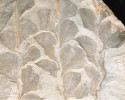 Příklad fosilního listu ze svrchního devonu a spodního karbonu (stáří ca 370–330 milionů let) – Archaeo­pteris obtusa. Původ a umístění vzorků viz C. P. Osborne a kol. (2004). © National Academy of Sciences, USA. Otištěno se svolením vydavatele (PNAS neručí za přesnost překladu popisků).