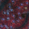 Průduchy na povrchu listu klusie Clusia rosea. Snímek z optického mikroskopu po osvětlení listu ultrafialovým zářením a skládání obrázků proostřovaných ve vertikální ose. Červená barva – autofluorescence chlorofylu, modrá – generována autofluorescencí fenolických látek deponovaných v buněčné stěně a v kutikulárních voscích. Červené  „tečky“ v modře svítících průduších  ukazují na přítomnost chloroplastů  ve svěracích buňkách. Foto J. Kubásek