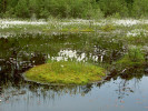  Národní přírodní památka Swamp.  Fotoarchiv Správy chráněné krajinné  oblasti Kokořínsko – Máchův kraj