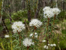 Rojovník bahenní (Rhododendron  tomentosum). Foto P. Fořtová