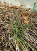  Ostřice velkonohá (Carex macroura). Foto P. Fořtová