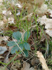  Zimozelen okoličnatý (Chimaphila  umbellata). Foto P. Fořtová