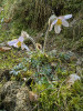 Koniklec jarní (Pulsatilla vernalis).  Foto L. Kačmarová 
