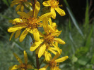  Popelivka sibiřská (Ligularia sibirica).  Foto H. Jeřábková