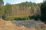 Ve volné přírodě paovce hřivnaté vyhledávaly svažitý terén se smíšenými lesy (Malesice – Kyjovský les).  Foto M. Anděra