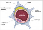 Hematoencefalická bariéra (HEB) vytváří rozhraní mezi krevními vlásečnicemi a vnitřním prostředím centrální nervové soustavy (CNS). Jejím hlavním úkolem je regulovat přestup látek a buněk mezi krví a nervovou tkání.  HEB je tvořena vrstvou endotelových buněk propojených těsnými spoji,  bazální membránou z mezibuněčné  hmoty, pericyty – buňkami přiléhajícími  k endotelu, a výběžky astrocytů  obklopujícími kapiláry.  Upraveno podle: www.cbtddc.org. Orig. R. Bošková 