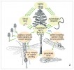 Životní cyklus hlístice Beddingia (syn. Deladenus) siricidicola z čeledi Phaenopsitylenchidae parazitující  u pilořitek rodů Sirex a Xeris.  Orig. V. Půža