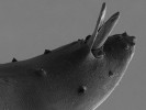 Zadní část těla samce hlístovky Steinernema carpocapsae (Steinernematidae) se spikulami (jehlice sloužící k uchycení na samici při páření).  Foto Z. Mráček