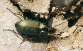 Střevlíkovití brouci (Carabidae),  jako třeba střevlíček měděný (Poecilus cupreus), hostí hlístici Carabonema hasei z čeledi Carabonematidae. Foto J. Nermuť