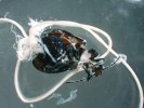 Bázlivec olšový (Agelastica alni) usmrcený hlísticemi z řádu strunic (Mermithida). Foto J. Nermuť