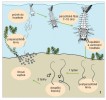 Životní cyklus strunice Romano­mermis culicivorax z čeledi Mermithidae napadající larvy komárů (Culicidae). Orig. V. Půža