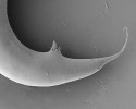 Ocas se spikulami (pářicí jehlice) a smyslovými papilami saprofytického samce Alloionema appendiculatum. Foto J. Nermuť