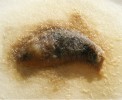 Slimáček síťkovaný (Deroceras reticulatum) pokrytý dospělci P. hermaphro­dita několik dní po laboratorní infekci. Foto J. Nermuť