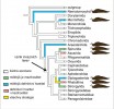 Fylogenetický strom hlístic a vznik jejich parazitismu u plžů. Podle:  P. S. Grewal a kol. (2003), upravil V. Půža