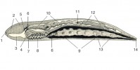 Schéma tělní stavby pásemničky sladkovodní: 1 – frontální orgán  (chemoreceptor), 2 – cerebrální orgán (smyslové centrum), 3 – rhynchodeum („předsíň“, kde začíná trávicí soustava a ústí sem pochva s chobotem – rhynchocoel), 4 – dorzální nervová uzlina,  5 – nervová uzlina, 6 – coelom (pravá  tělní dutina), 7 – jícen (oesophagus),  8 – přední část střeva, 9 – zadní část  střeva, 10 – distální část chobotu,  11 – váček se stylety a jedovou žlázou, 12 – proximální část chobotu, 13 – gonády (pohlavní žlázy), 14 – řitní otvor. Upraveno podle: P. Schulz (1938)
