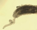 Jedinec pásemničky sladkovodní (Prostoma graecense) fixovaný  4% roztokem formaldehydu. Je vidět vysunutý chobot (proboscis), který slouží k lovu a požírání potravy. Foto J. Špaček