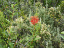 Kvetoucí proteovité Embothrium coccineum (Proteaceae) nelze přehlédnout pro rudě zářící květy, které jsou opylovány kolibříky či hmyzem. Foto J. Ptáček 