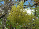 Parazitické Misodendrum  punctulatum (Misodendraceae) se vyznačuje bradavičnatým stonkem a jedno­pohlavnými květy. Až dva roky dokáže růst pouze uvnitř větví pabuku, než se objeví první výhonek. Foto J. Ptáček 