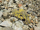 Polštářovitý šťavel Oxalis erythrorhiza roste na kamenitých a skalnatých svazích. Foto J. Ptáček 