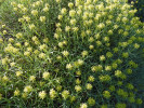 Azorella prolifera (dříve Mulinum spinosum) – charakteristický polokulovitý trnitý keř z čeledi miříkovitých  (Apiaceae). Vyskytuje se jak ve stepi,  tak v alpínské zóně. Foto J. Ptáček 