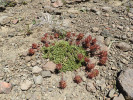 Bedrnička Acaena macrocephala.  Bedrničky jsou nepřehlédnutelné  rostliny díky ježatým plodům – nažkám  obaleným ostnitou češulí. V Patagonii roste 17 druhů. Foto J. Ptáček 