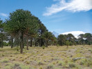 Řídké lesy blahočetu chilského (Araucaria araucana), ikonické jehličnaté dřeviny Chile a Argentiny. Národní park Lanín, provincie Neuquén. Foto J. Ptáček 