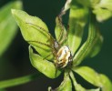 Křižák luční (Mangora acalypha)  je typický pro nižší polohy a do hor  se dostávají nymfy při aeronautickém šíření. Foto F. Trnka