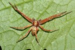 Listovník zlatolesklý (Philodromus aureolus). Agresivita vůči kořisti  u l. obecného a l. zlatolesklého je  podobná. Foto R. Macek