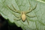 Listovník skvrnitý (Philodromus albidus) je proti dvěma ostatním druhům listovníků, l. obecnému  a l. zlatolesklému, nejméně agresivní vůči kořisti. Foto R. Macek