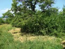 Studie agresivity vůči kořisti  u listovníků rodu Philodromus probíhala v opuštěném ovocném sadu na jižní Moravě. Foto R. Michalko