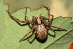 Listovník obecný (Philodromus cespitum). Agresivita vůči kořisti  u l. obecného a l. zlatolesklého je  podobná. Foto R. Macek