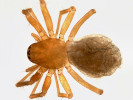  Troglomorfní plachetnatka dutinková (Porrhomma microcavense, délka 2,1 mm). Foto M. Řezáč 