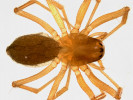 Troglomorfní plachetnatka lužní (Porrhomma microps, délka těla bez nohou 2,6 mm). Foto M. Řezáč