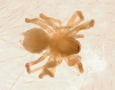 Edafomorfní příčnatka drobnooká (Iberina microphthalma, délka 1,3 mm). Foto M. Řezáč